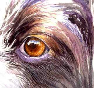 322x302 Painting Fur Unique Drahthaar Dog Portrait Watercolor Art Tutorial