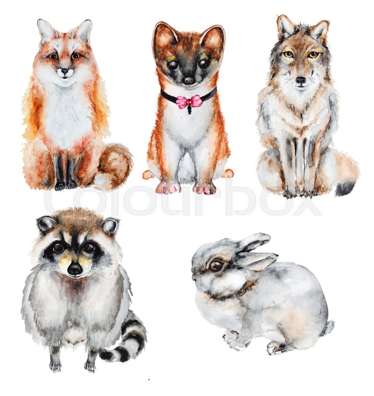 756x800 Watercolor Fur Wild Animals Set Isolated On White Background. Hand