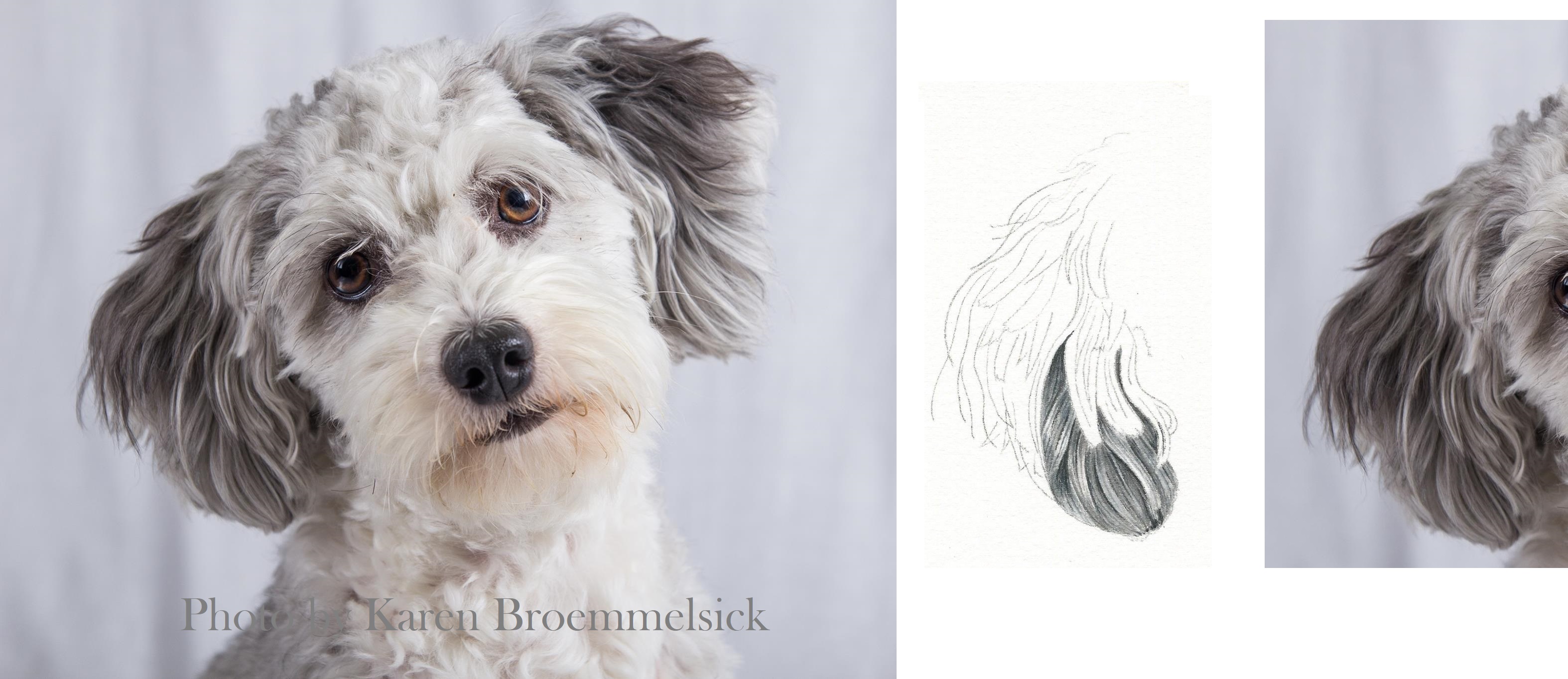 3148x1364 Creating Complex Fur Patterns In Watercolor