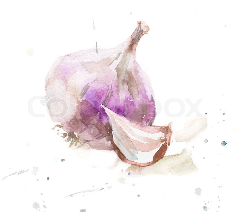800x717 Garlic Illustration Watercolor Style Stock Photo Colourbox