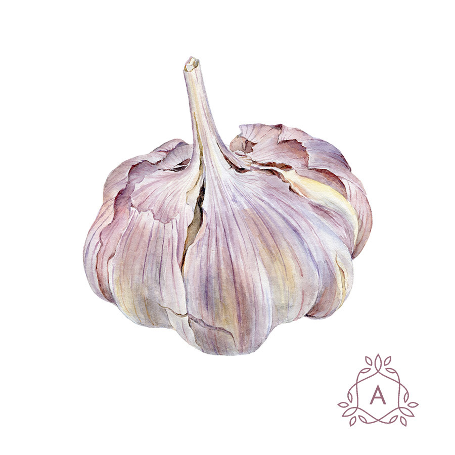 900x900 Garlic On Behance