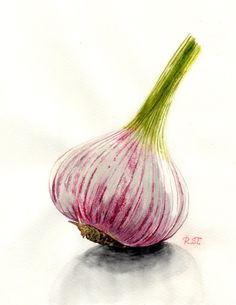 236x305 Garlic Pen Amp Ink Drawing By Betsy Leavitt Food Illustrated