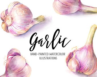 340x270 Garlic Watercolor Etsy