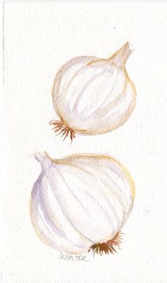 236x399 Garlic Watercolor Painting Original, Bulb And Cloves,garlic Art