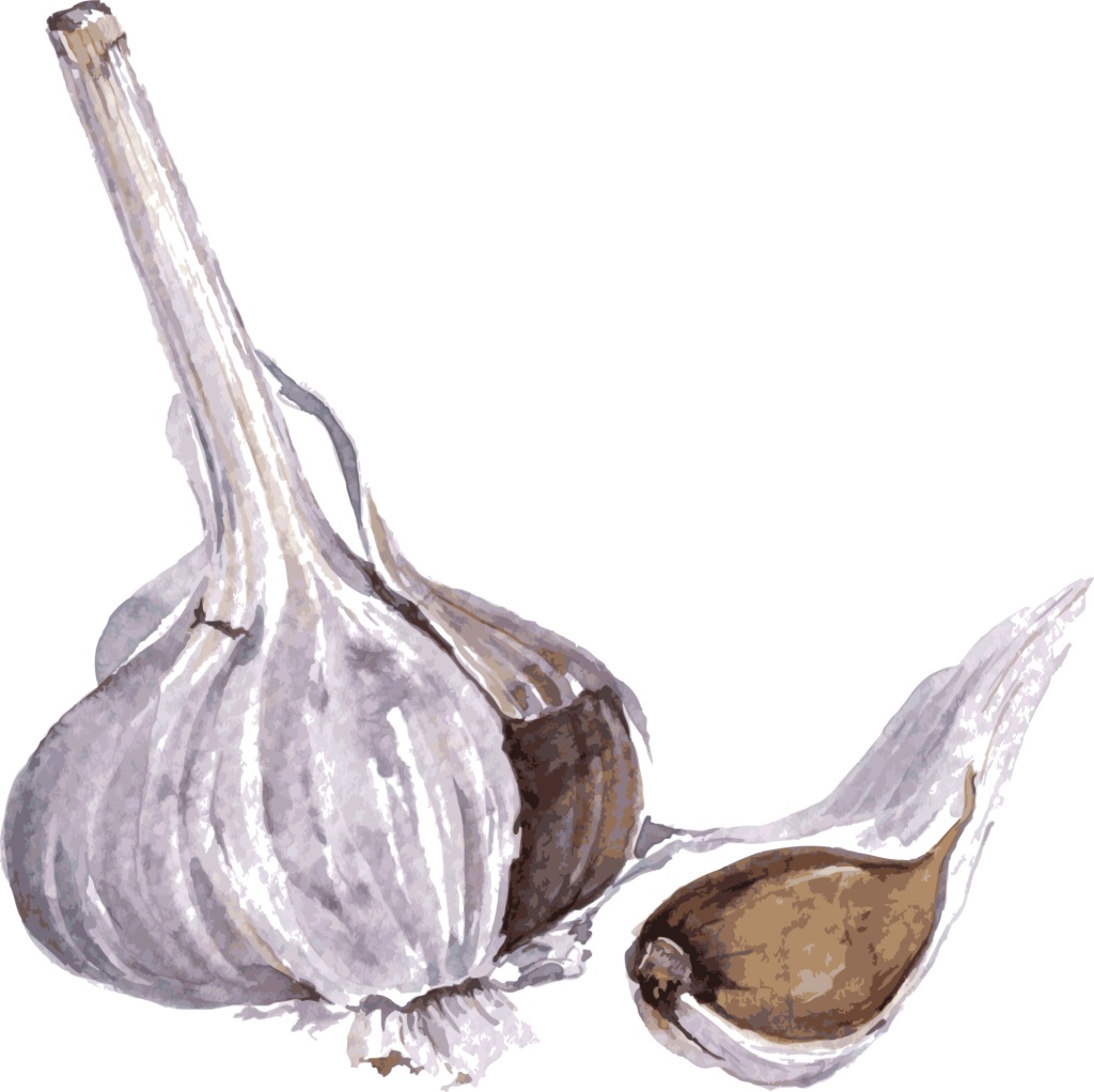 1024x1022 Hand Painted Watercolor Garlic Dry Seasoning Vector Free