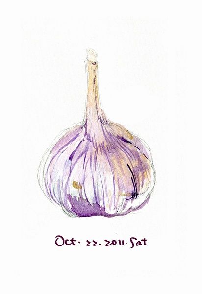 412x600 Drawing. Watercolor Pencils. Garlic. Farming Block. Watercolor