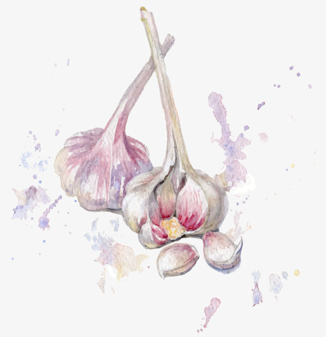 650x672 Vector Drawing Garlic, Watercolor, Garlic, Hand Painted Png And