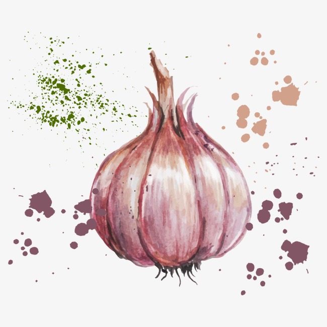 650x650 Vector Drawing Garlic, Watercolor Vegetables, Vector Vegetables