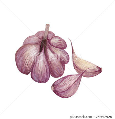 450x468 Watercolor Garlic