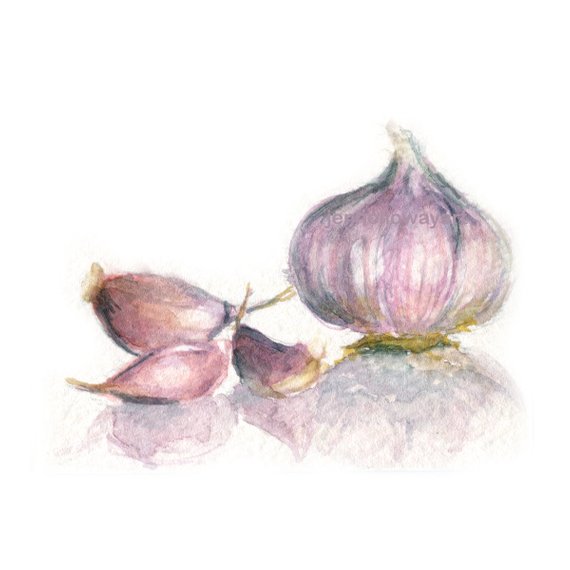 570x570 Watercolor Garlic Garlic Print Garlic Art Kitchen Art Etsy