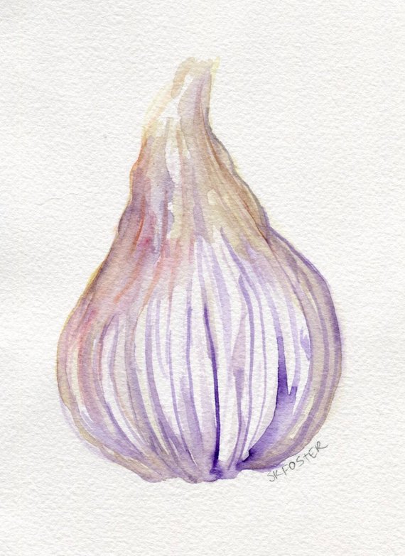 570x783 Garlic Original Watercolor Painting Small Rustic Vegetable Etsy