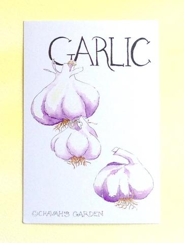 362x479 Watercolor Garlic Postcards, Gardening Quotation On Back