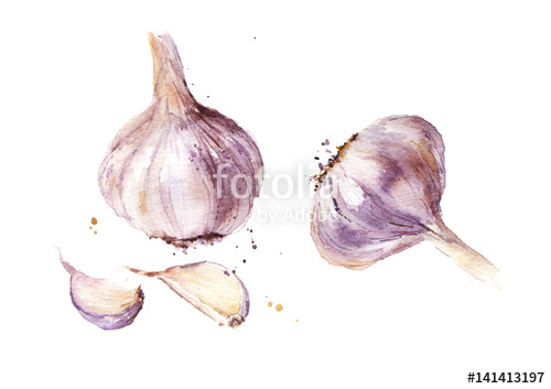 500x353 Watercolor Garlic Stock Photo And Royalty Free Images On Fotolia