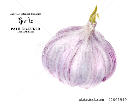 450x356 Watercolor Head Of Garlic