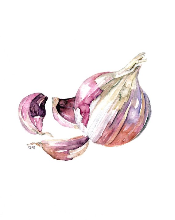 570x715 Garlic Painting Print From Original Watercolor Painting Etsy