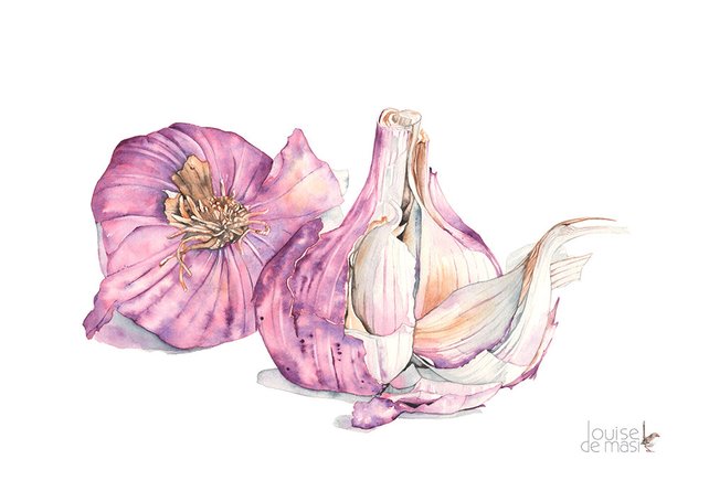 642x455 Garlic Print Garlic Watercolour Painting Food Illustration Etsy