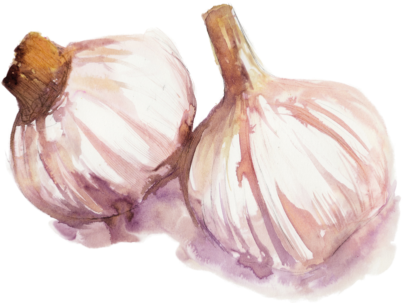 805x605 Garlic Spot Illustration