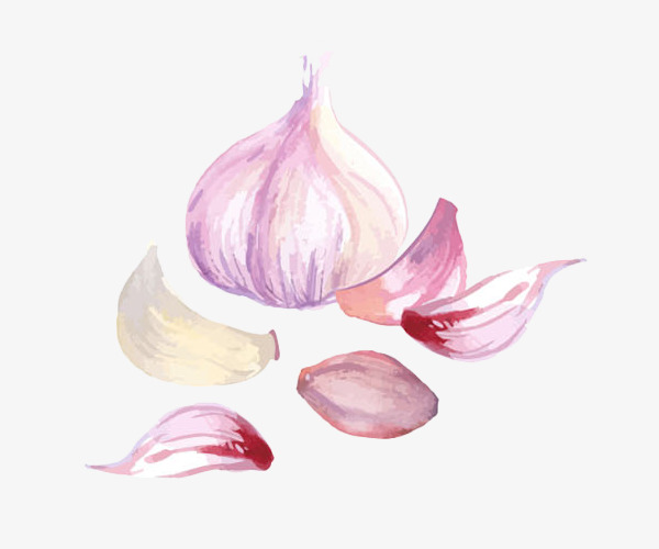 600x500 Garlic Watercolor, Hand Painted, Garlic, Ingredients Png And Psd