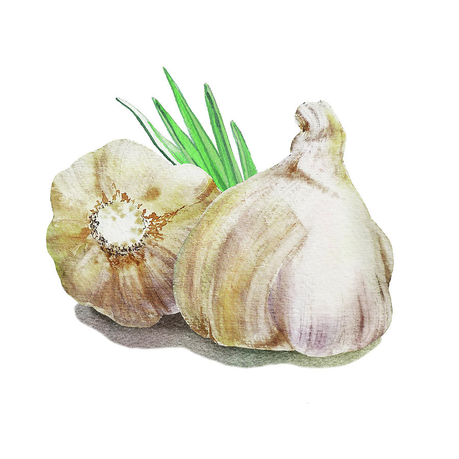 900x900 Garlic Watercolor Illustration Painting By Irina Sztukowski
