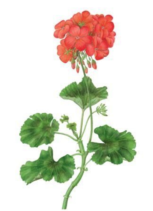 530x733 How To Draw And Paint A Pelargonium In Watercolour