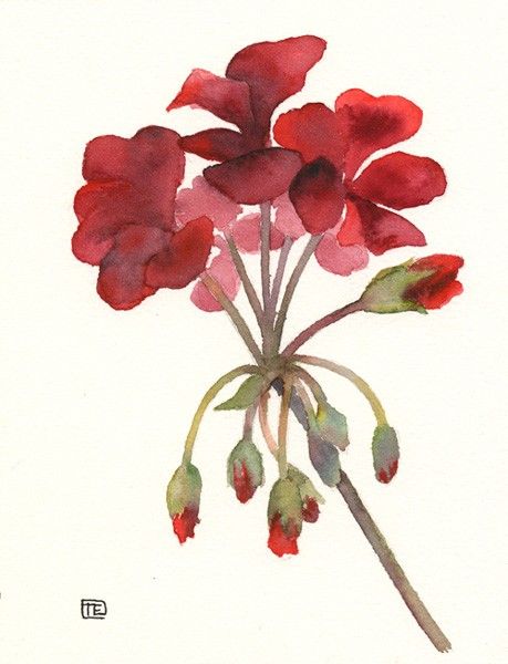 459x600 Red Geranium