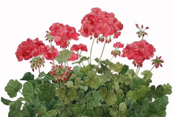 570x384 Red Geraniums Watercolor Reproduction Etsy