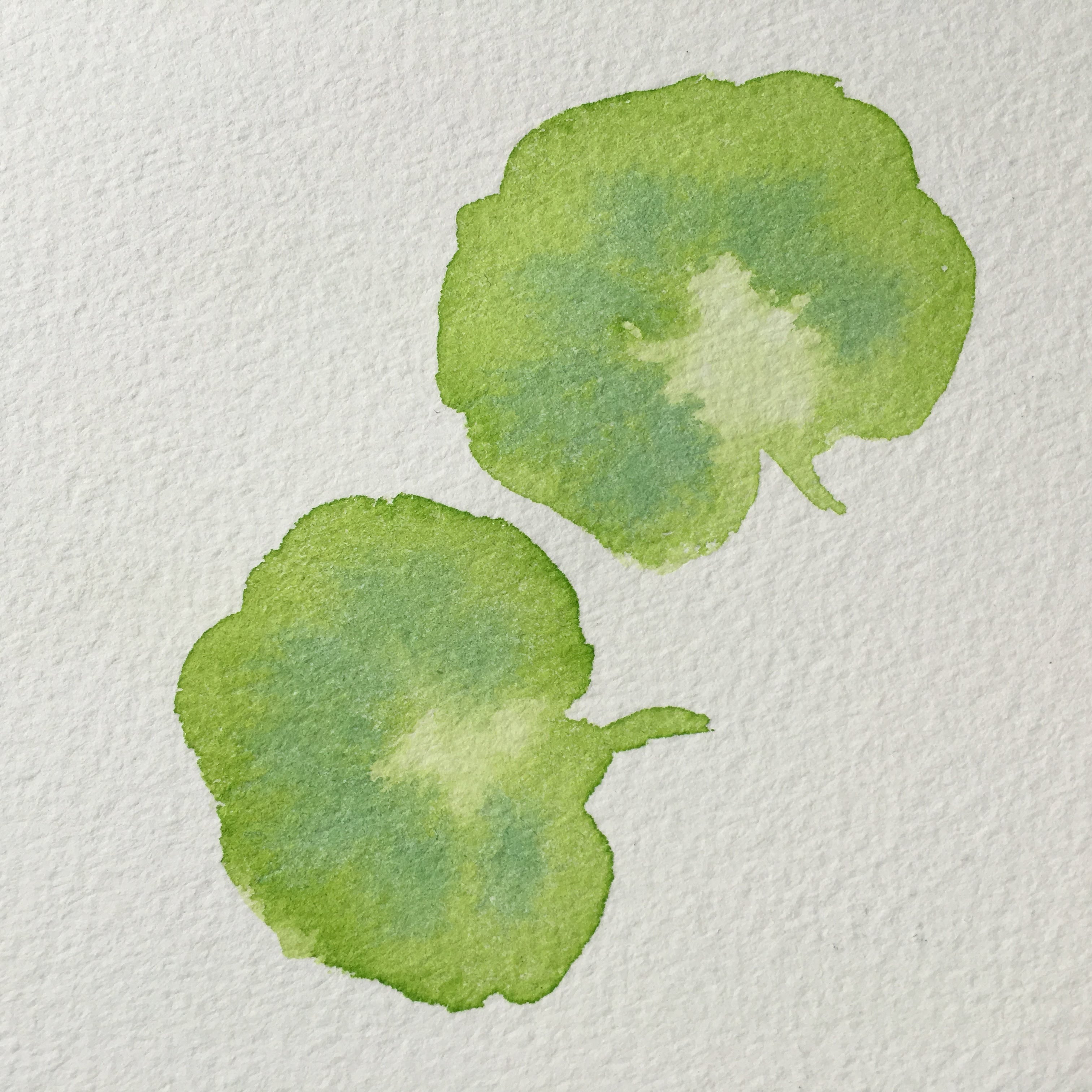 3024x3024 Watercolor Painting Geranium Leaves