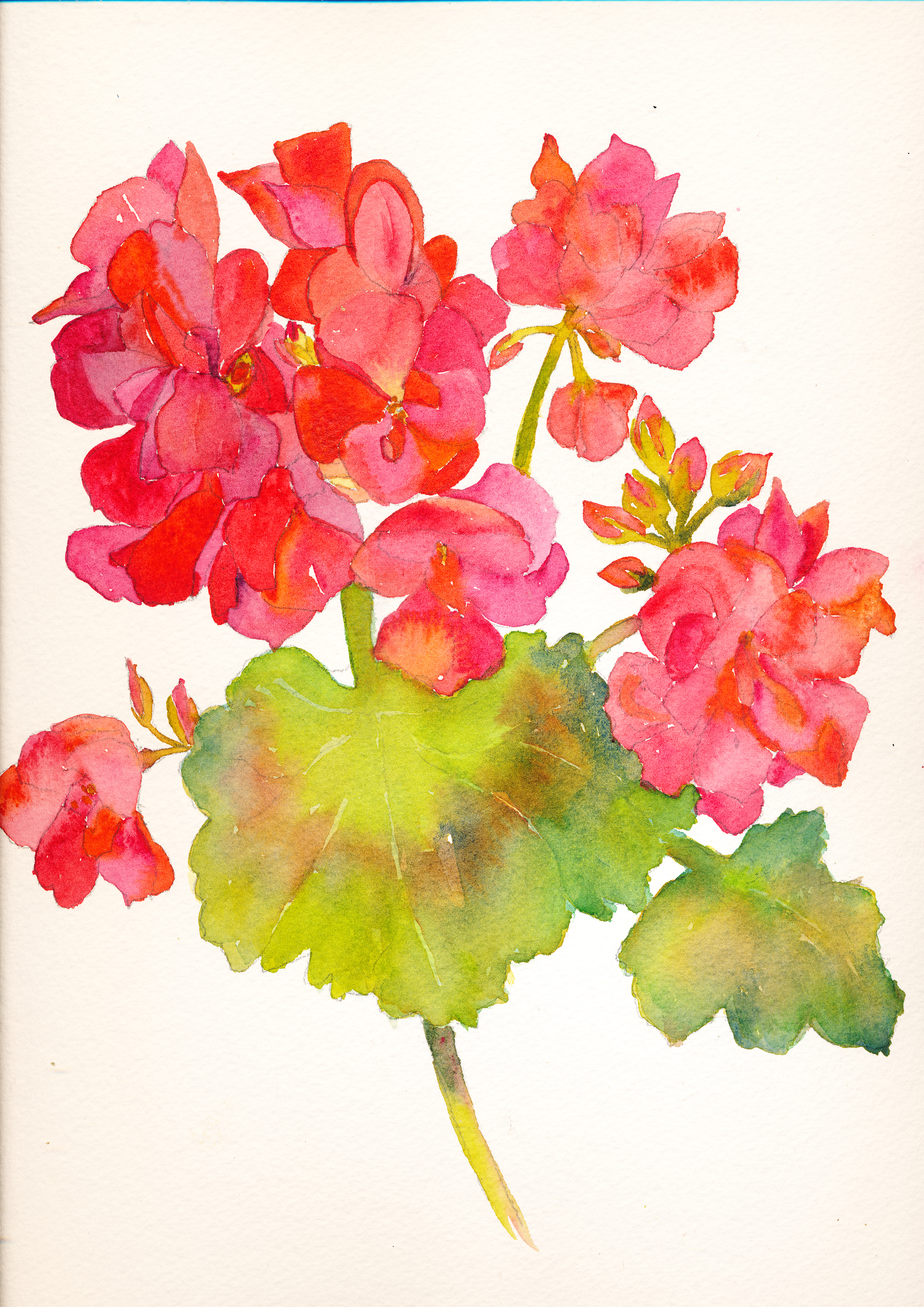 4960x7015 Geranium Wildwood Watercolors