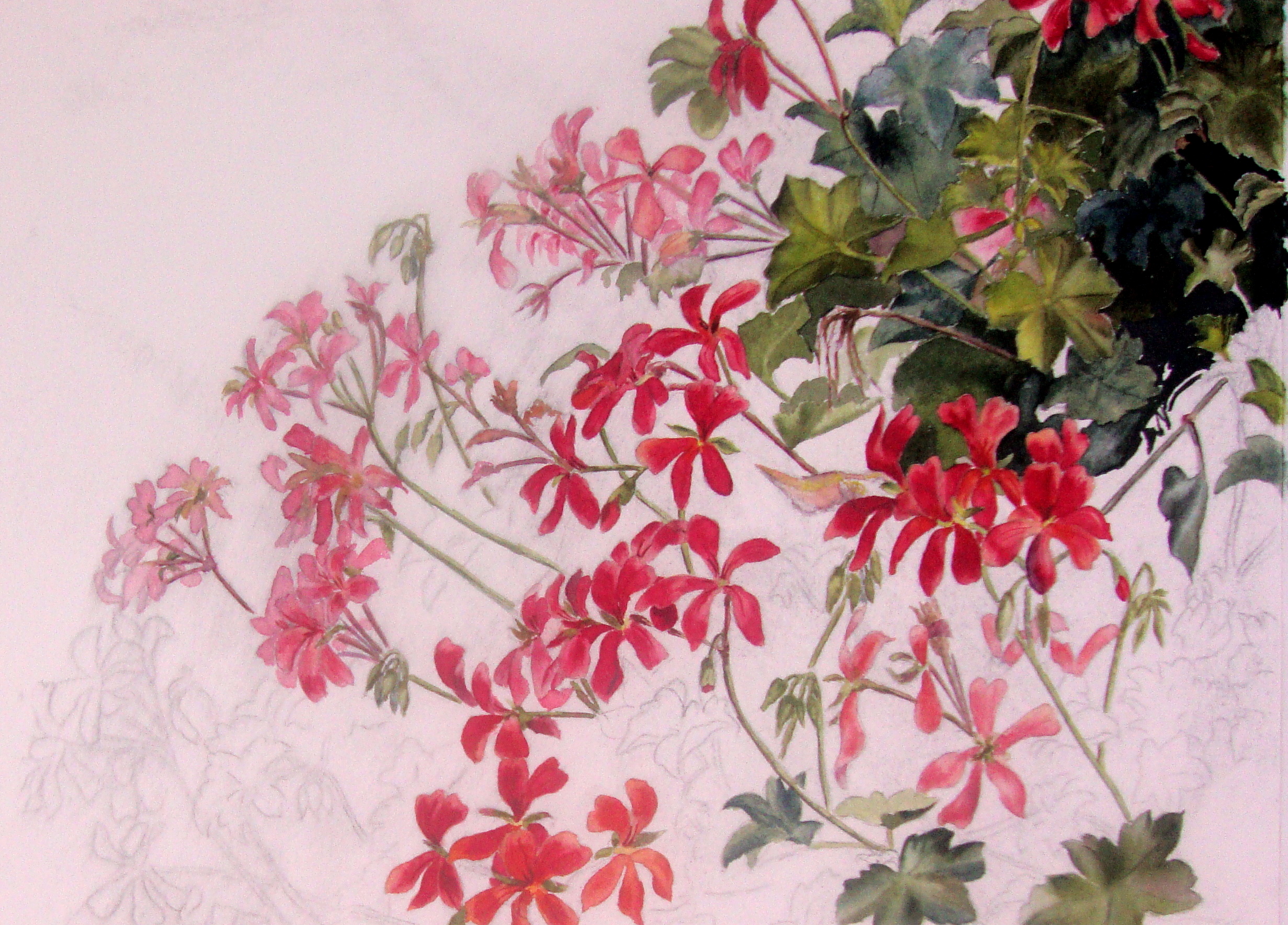 2463x1770 Geraniums Watercolor Journal