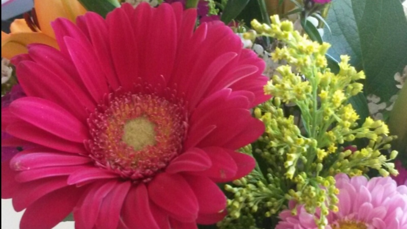 800x450 Watercolor Gerbera Daisies Skillshare Projects