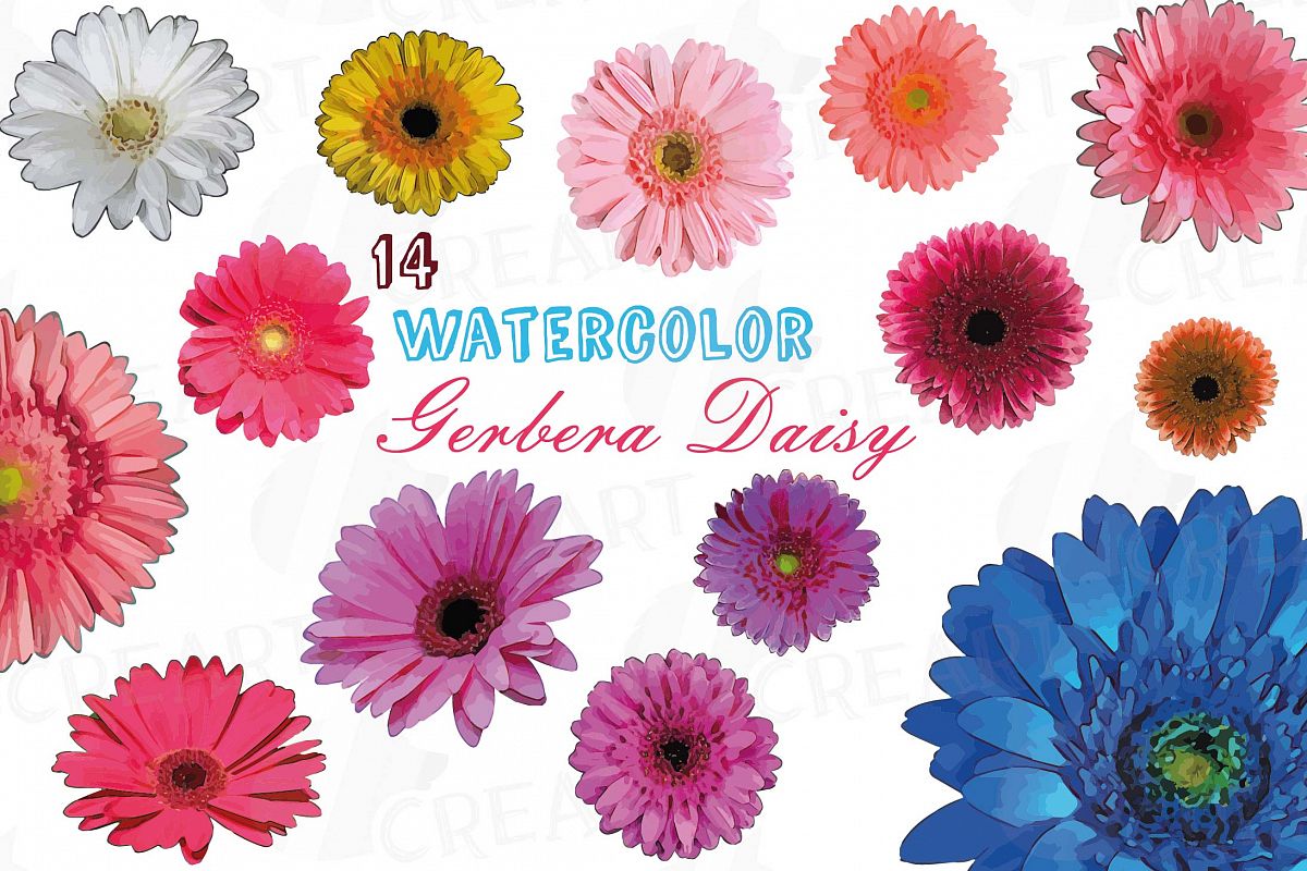 1200x800 Watercolor Gerbera Daisy Clip Art Pack, Colorful Gerbers