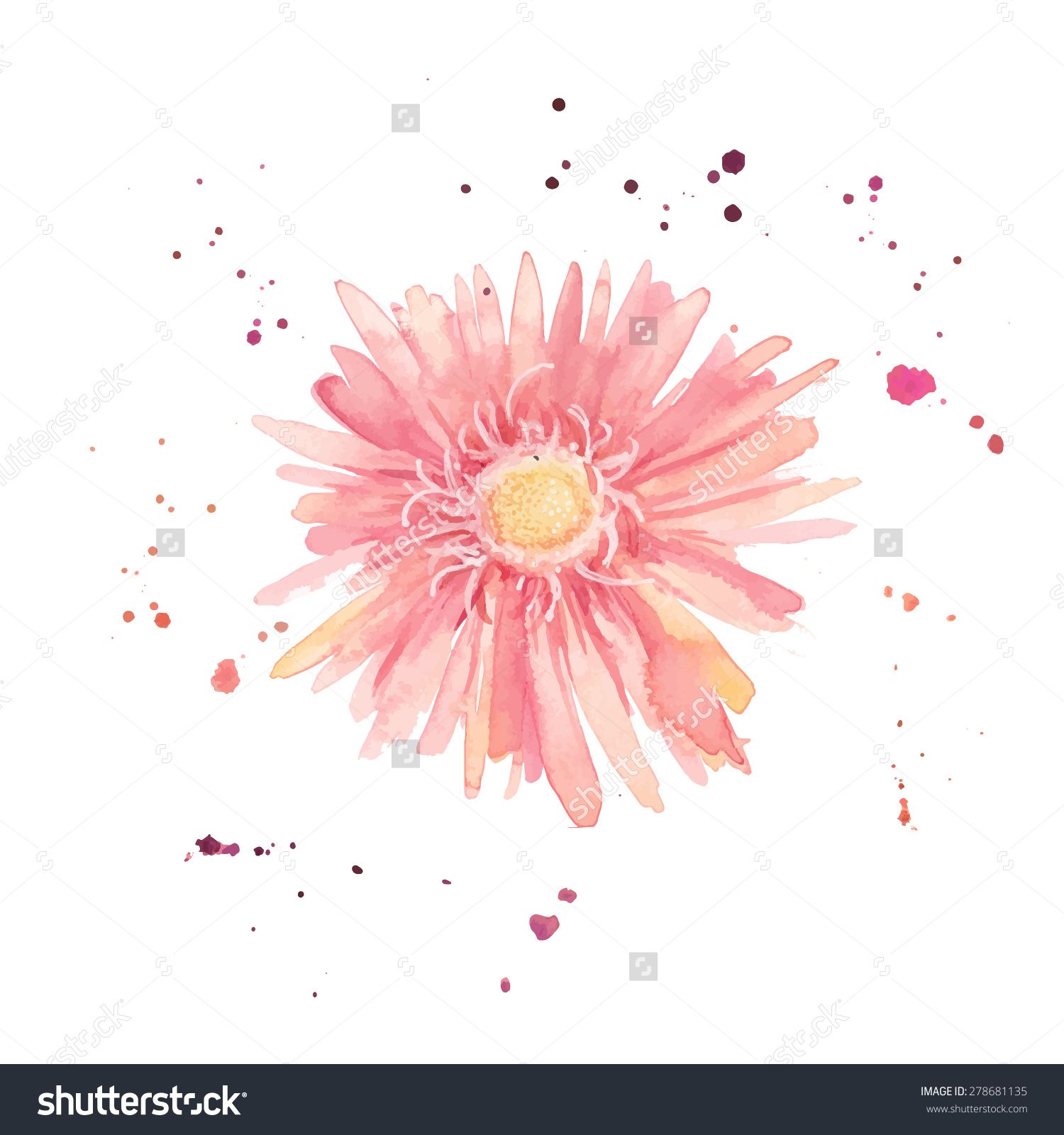 1500x1600 Watercolor Gerbera. Single Flower With Paint Drops And Dots Hand
