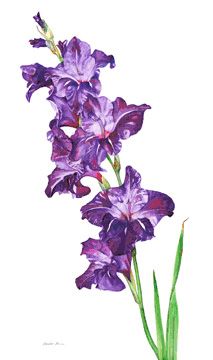 Watercolor Gladiolus