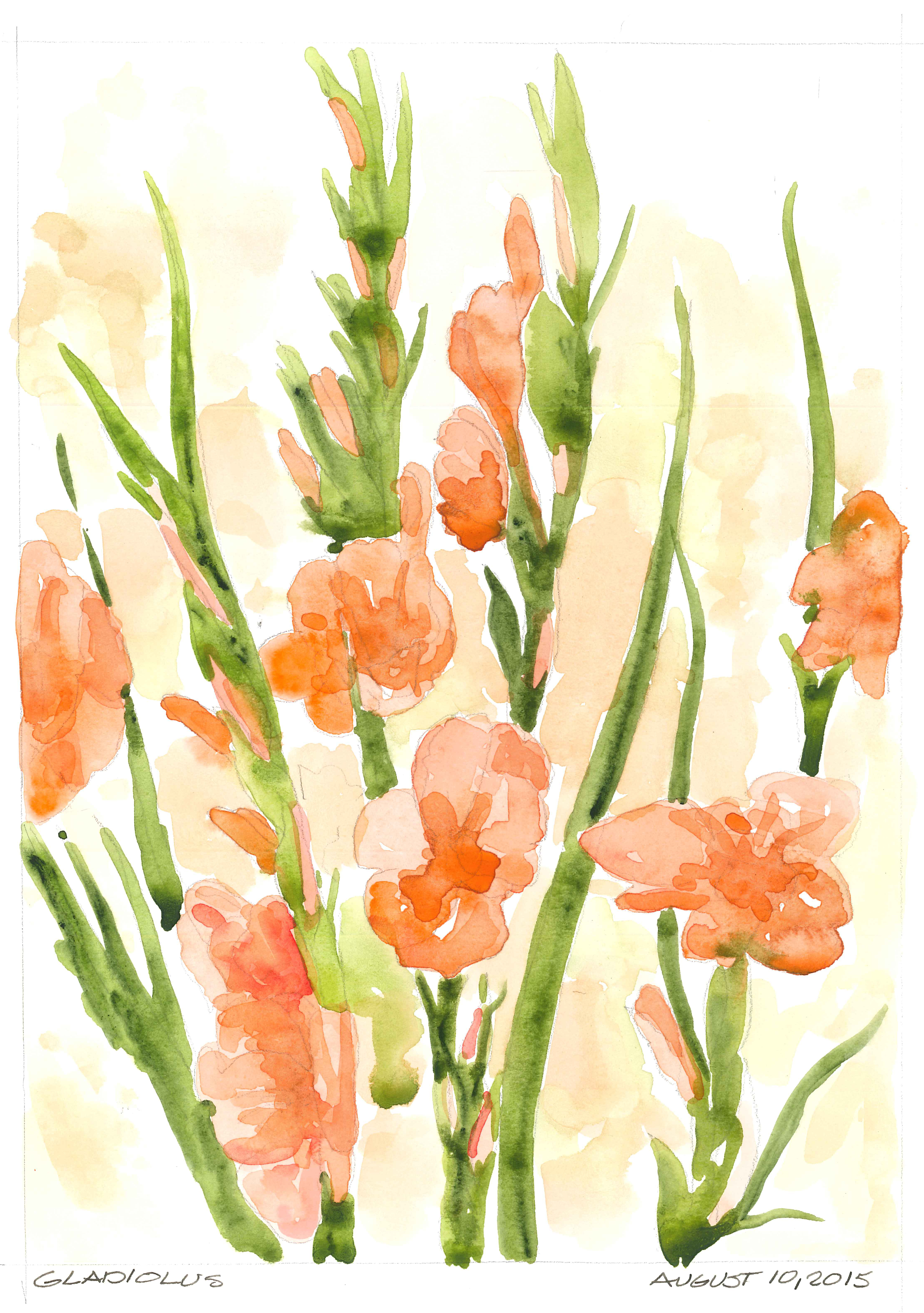 4448x6316 Gladiolus Flowers A Sketchbook Odyssey