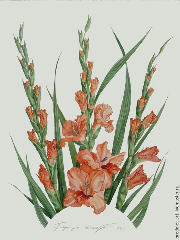 584x779 Gladiolus Shop Online On Livemaster With Shipping