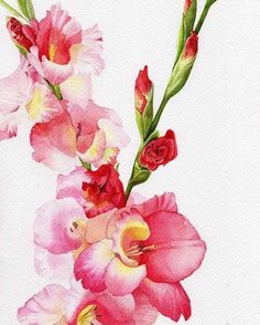 236x294 41 Best Paintings Of Gladiolus Images Gladioli