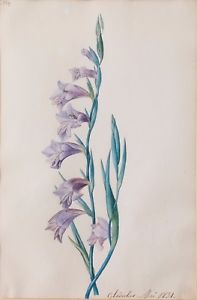 197x300 Original Watercolor Drawing Flower, Gladiolus 1831 Ebay