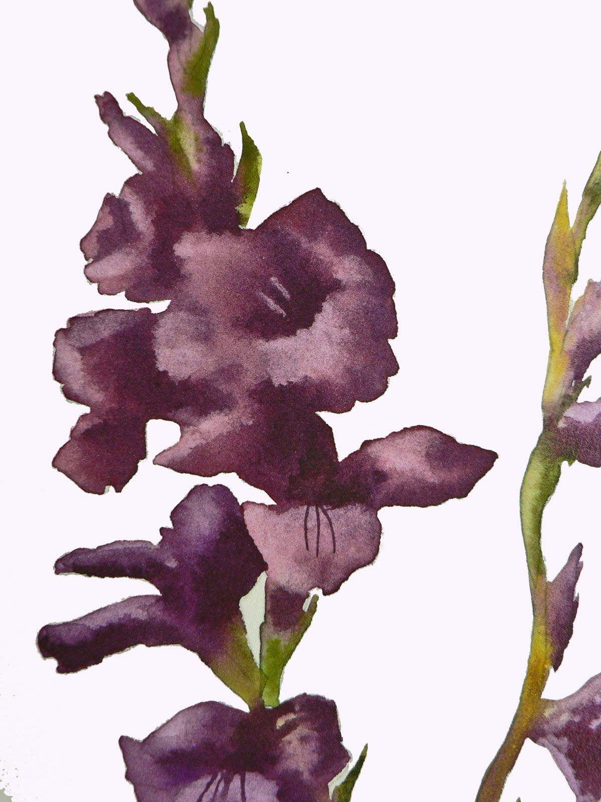 1200x1600 Watercolor Gladioli Tutorial 1 Of 5