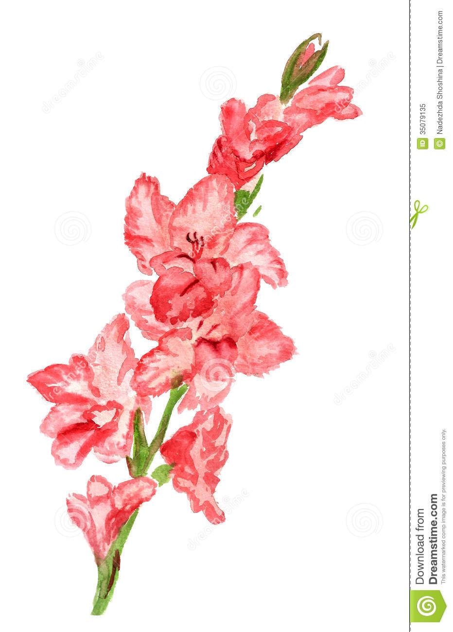 932x1300 Watercolor Painting Of Gladiola Watercolor Image Of Pink