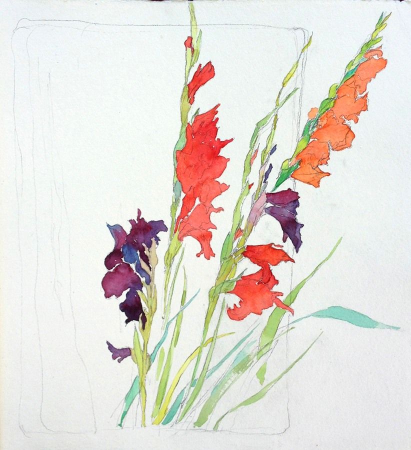 822x900 Gladioli Renees Garden A Watercolor Paintings Sketchbooks Chris