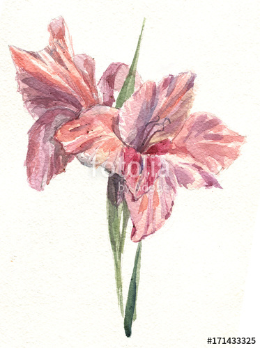 373x500 Gladiolus Watercolor Stock Photo And Royalty Free Images On