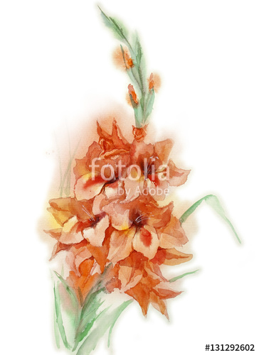 364x500 Illustration Gladiolus Flower Hand Drawn Watercolor On Paper