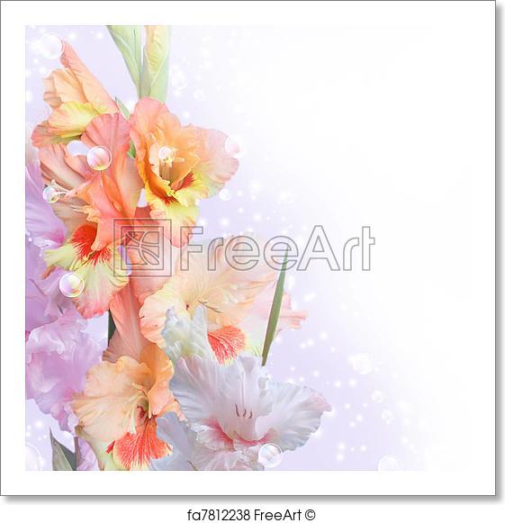 561x581 Free Art Print Of Gladiolus. Card With Gladiolus, Bubbles And