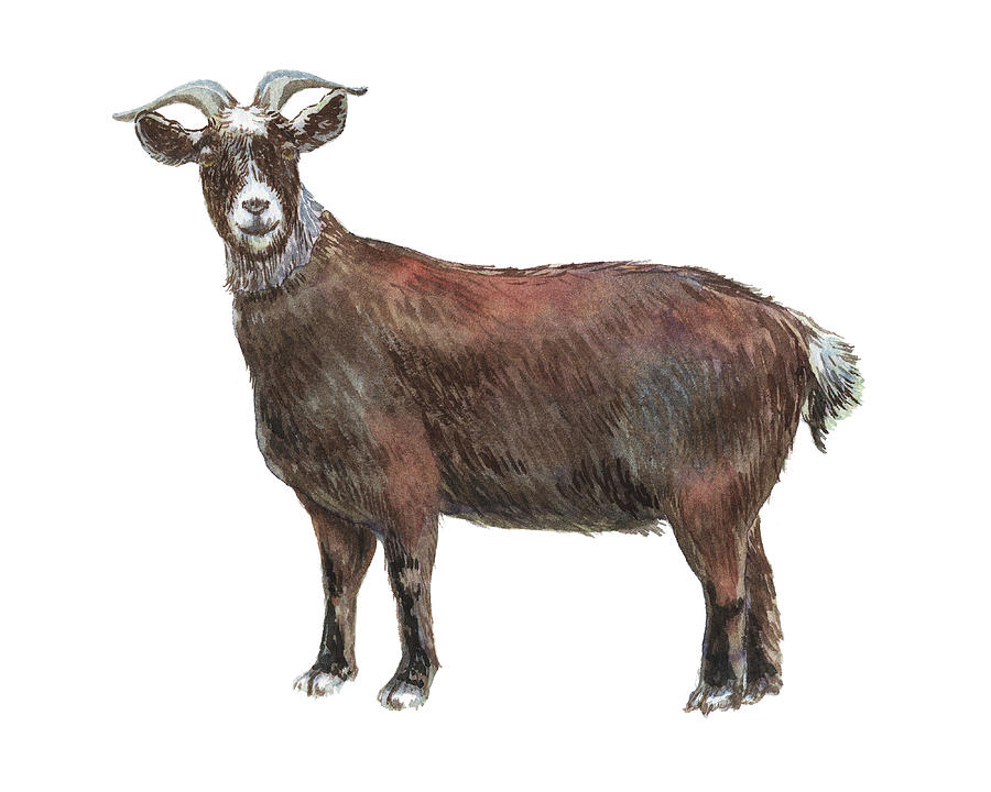 900x720 Male Goat Watercolor Illustration Painting By Irina Sztukowski