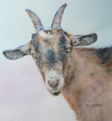 231x250 Ginger Goat Watercolor And Prints By Teresa Silvestri My