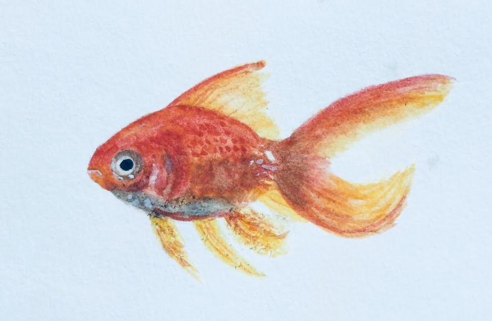 978x638 Goldfish Watercolor Wizardry