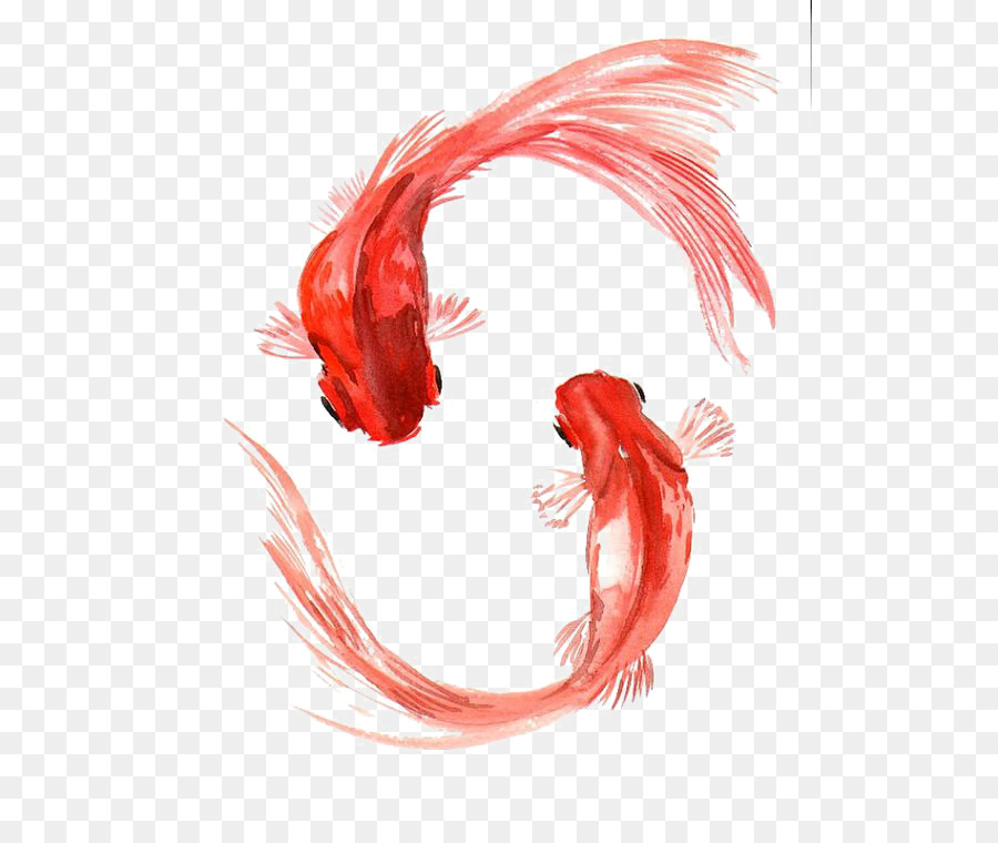 900x760 Koi Carassius Auratus Watercolor Painting Fish