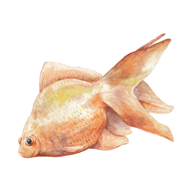 630x630 Watercolor Goldfish