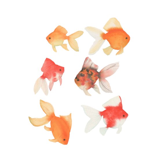 570x570 Watercolor Goldfish Original Painting Six Colorful Fish Etsy