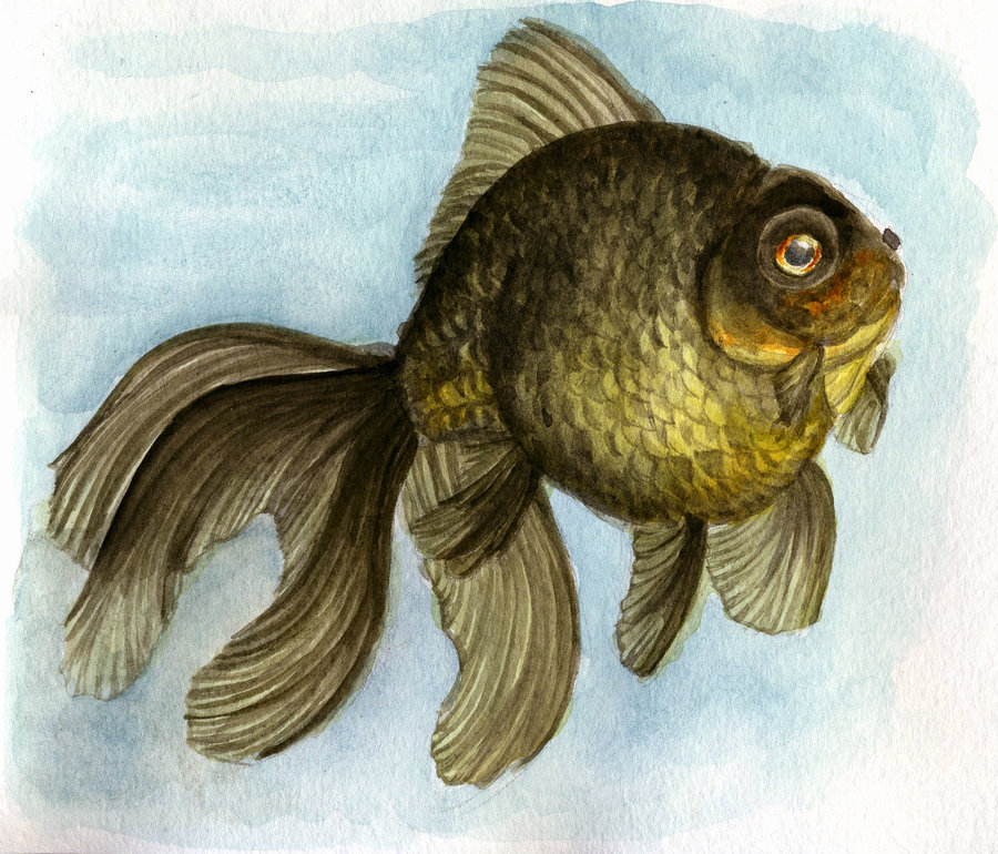 900x770 Black Moor Goldfish
